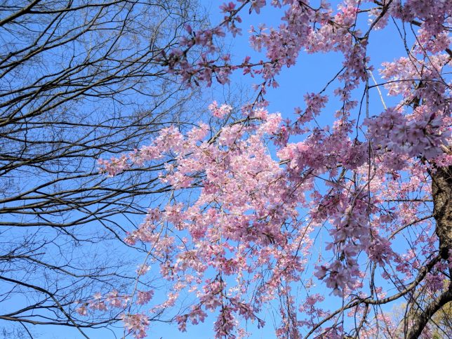 大阪城公園の桜の花を下から見上げたところ