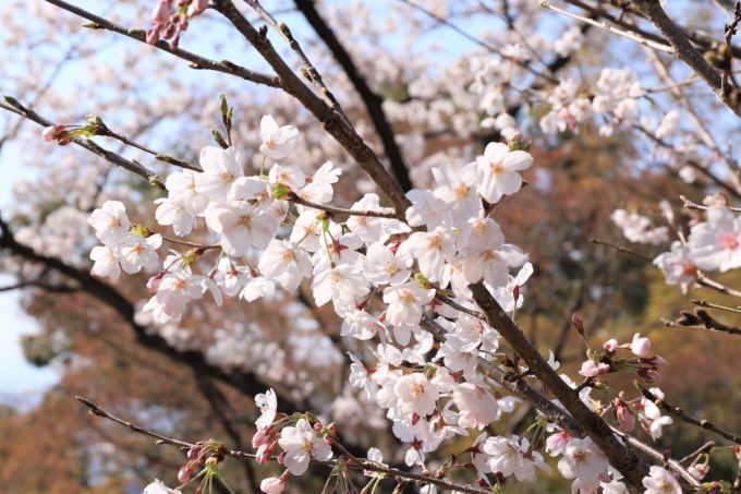 満開の桜の枝