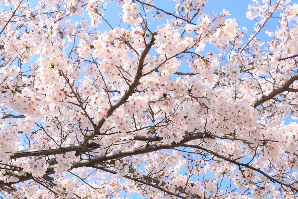 大阪で満開になっている桜の木