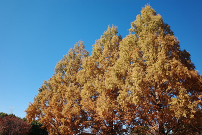 深北緑地公園の秋の紅葉した木々